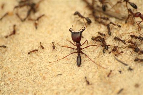 螞蟻 死亡 漩渦